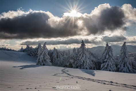 vue panoramique sur les sapins vosgiens