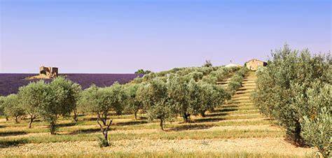 olive et lavande paysage provençal