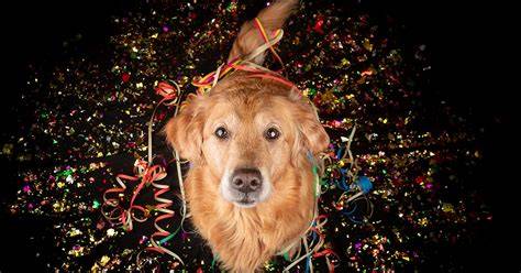 chien fete nouvel an energie festive